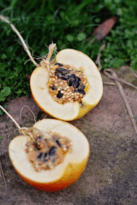 bird feeders_2