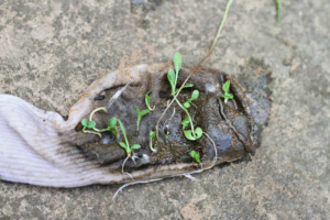 grow your socks