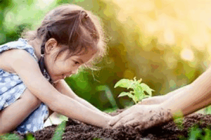 plant a tree