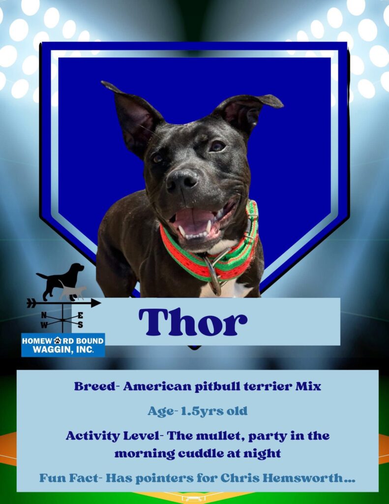 Thor_HBW